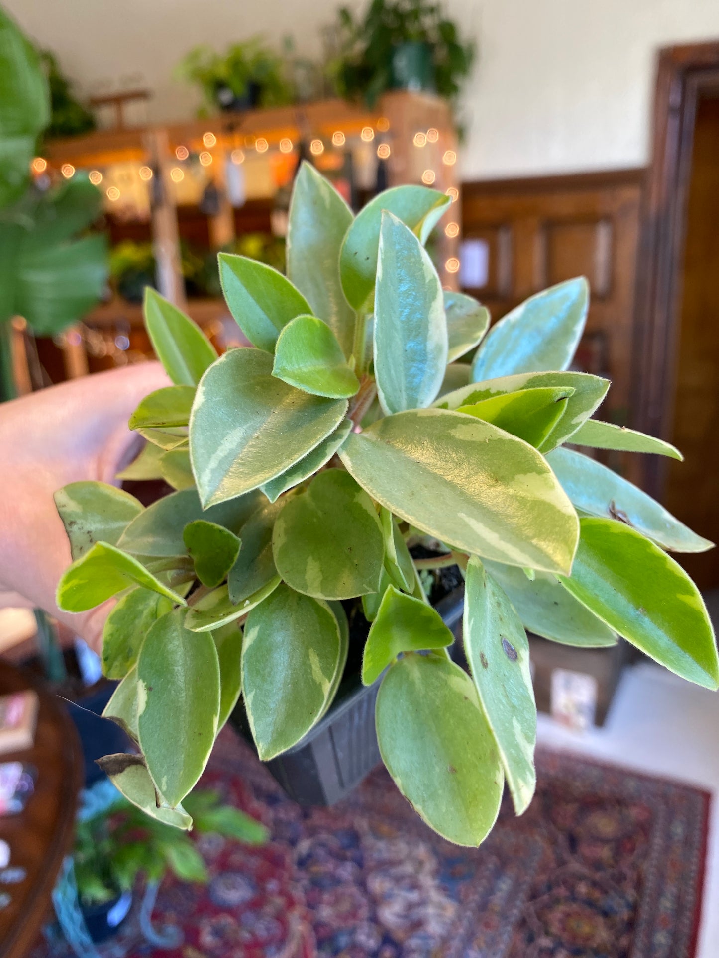 Peperomia