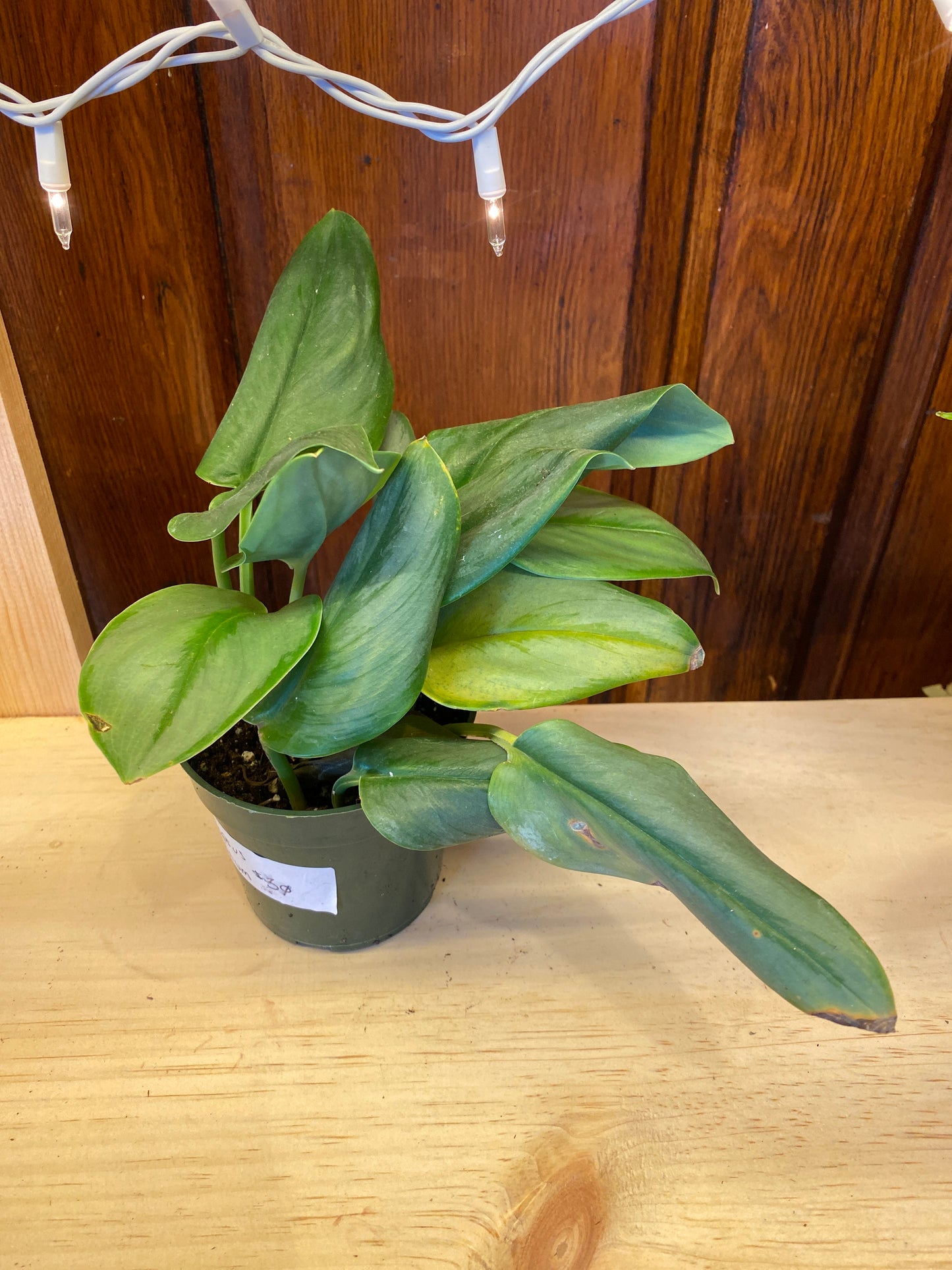 Scindapsus