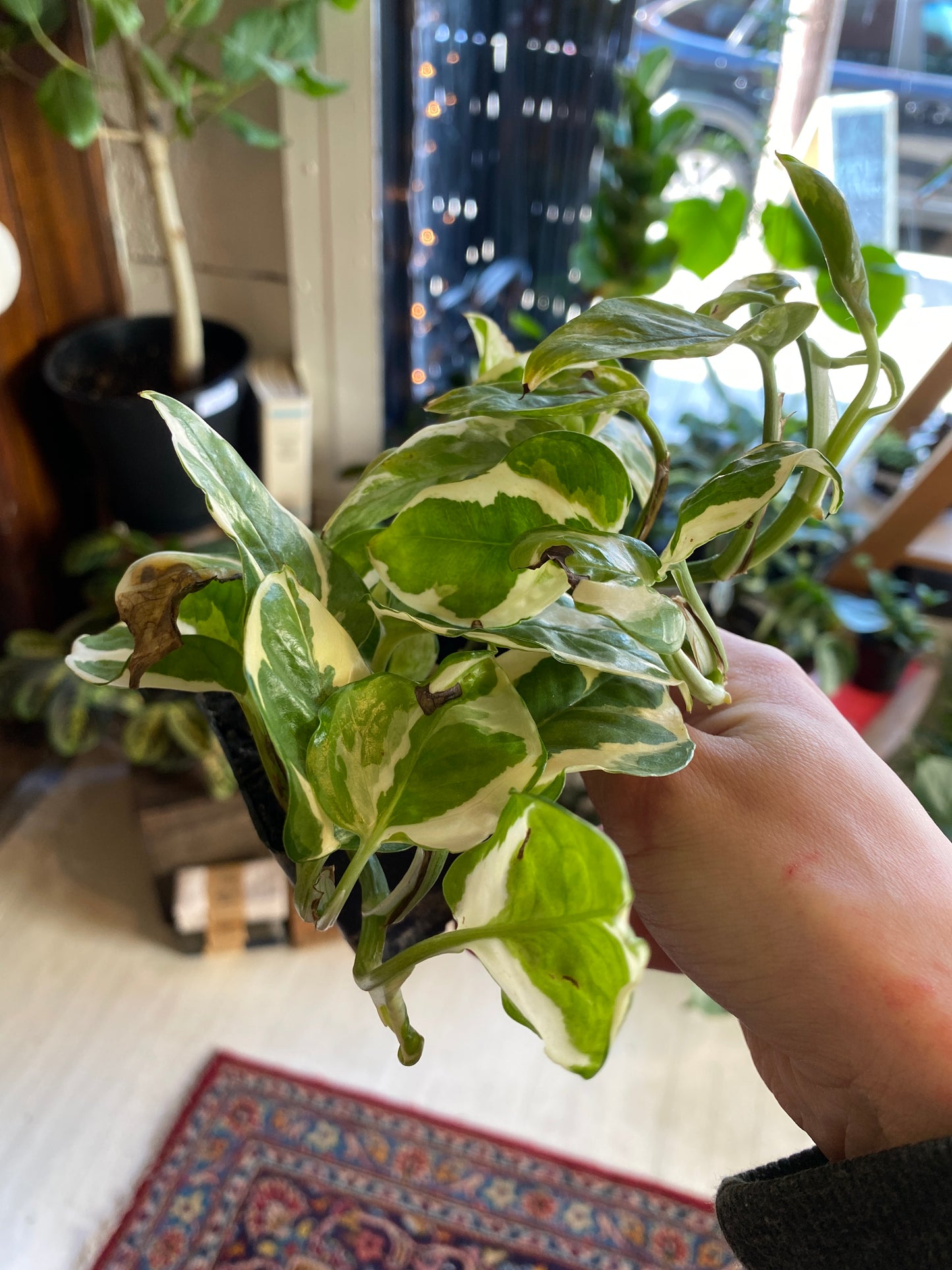 Pothos