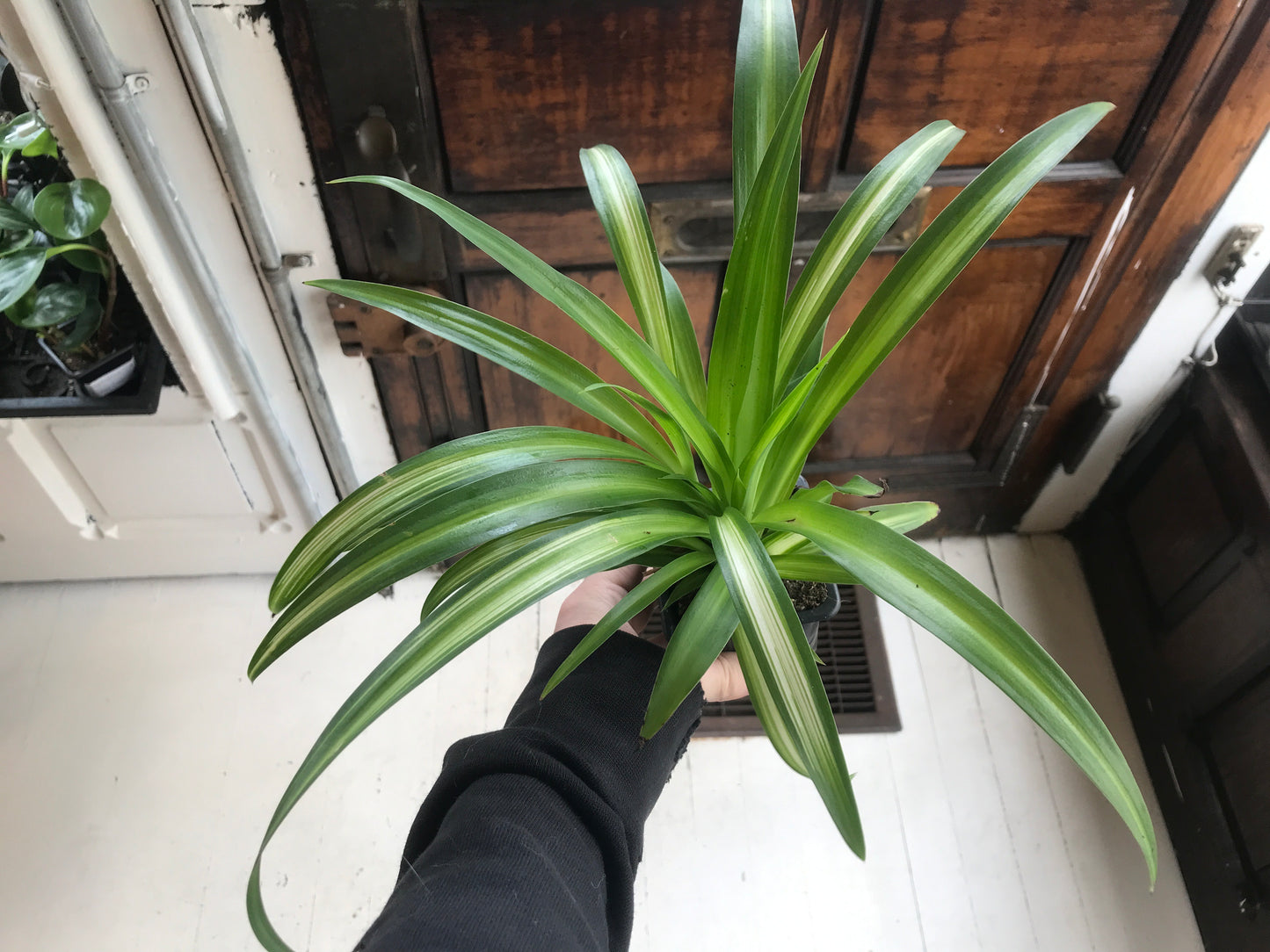 Spider Plant