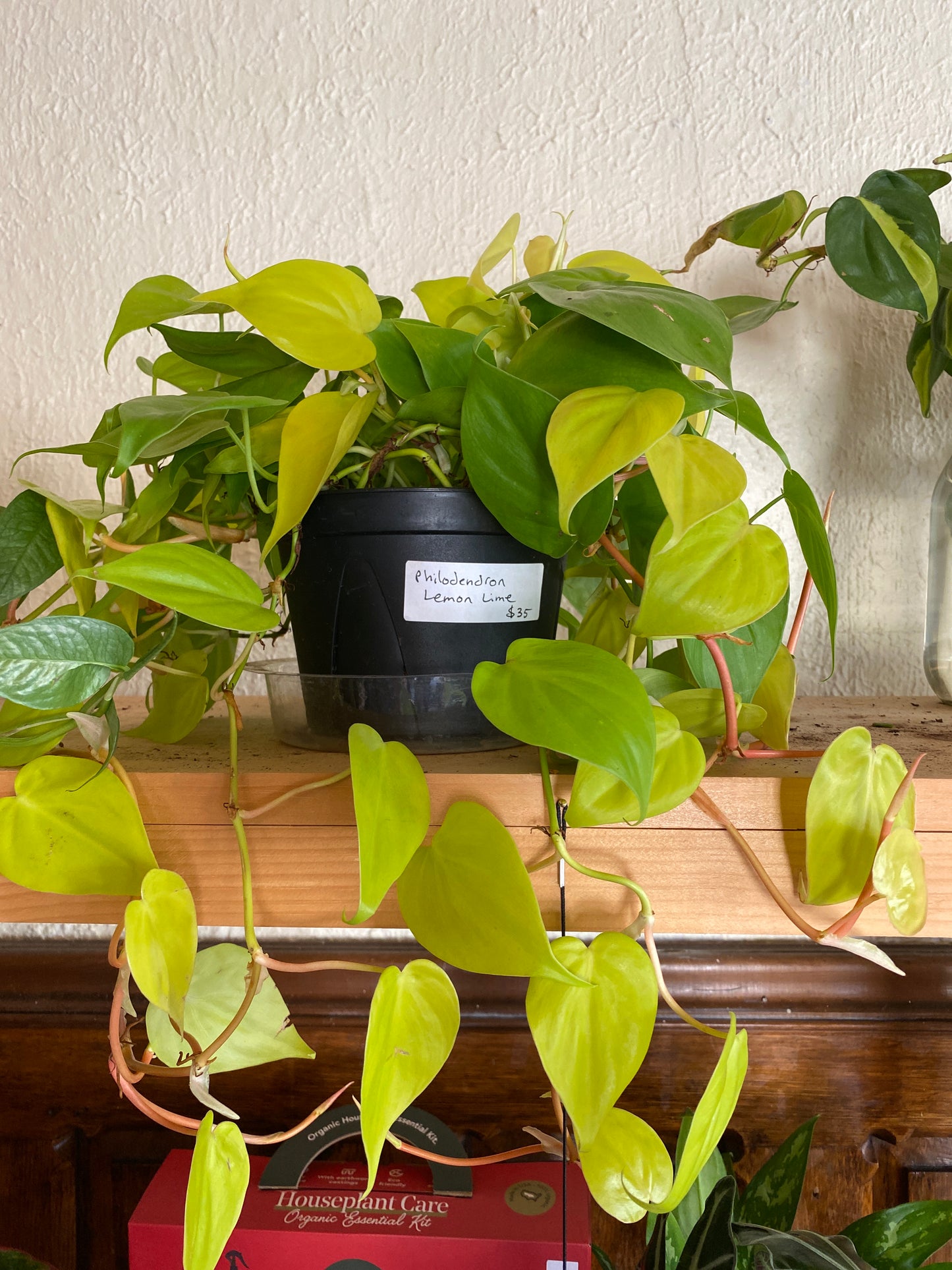 Philodendron (Trailing)