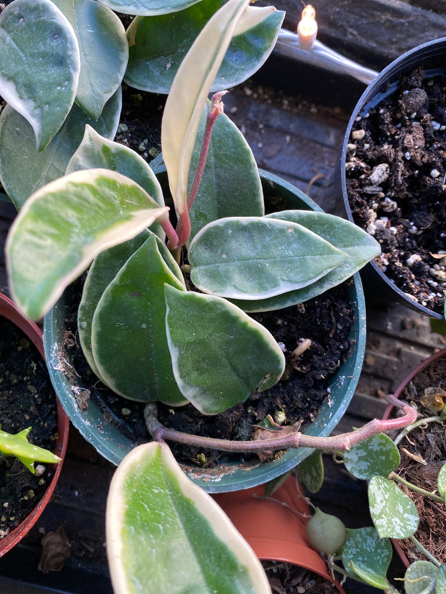 Hoya