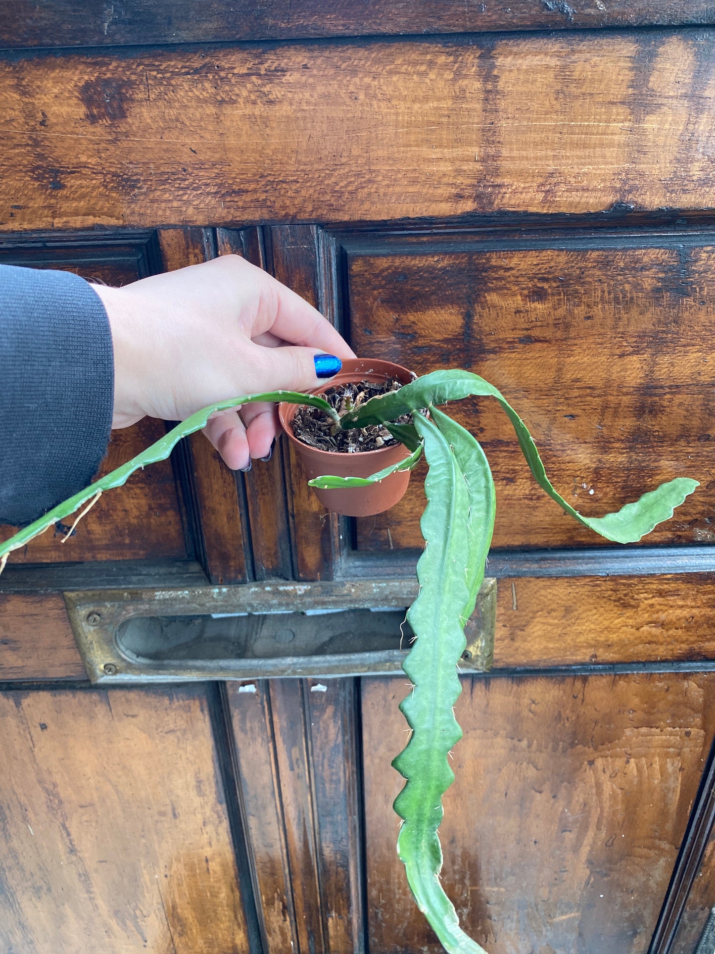 Ric Rac/Fishbone Cactus