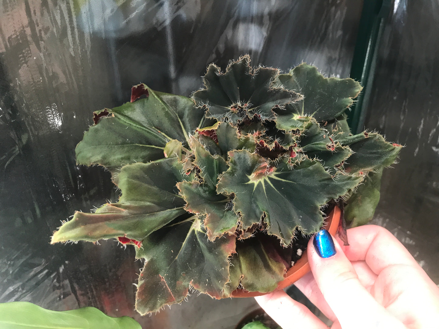 Begonia