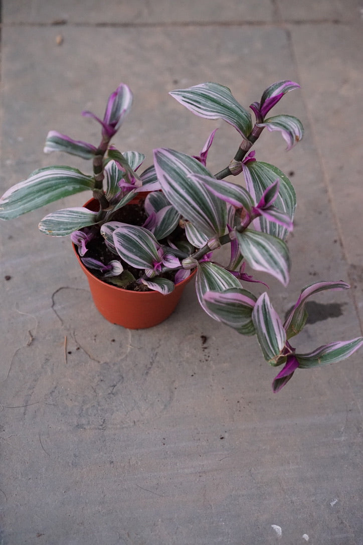 Tradescantia