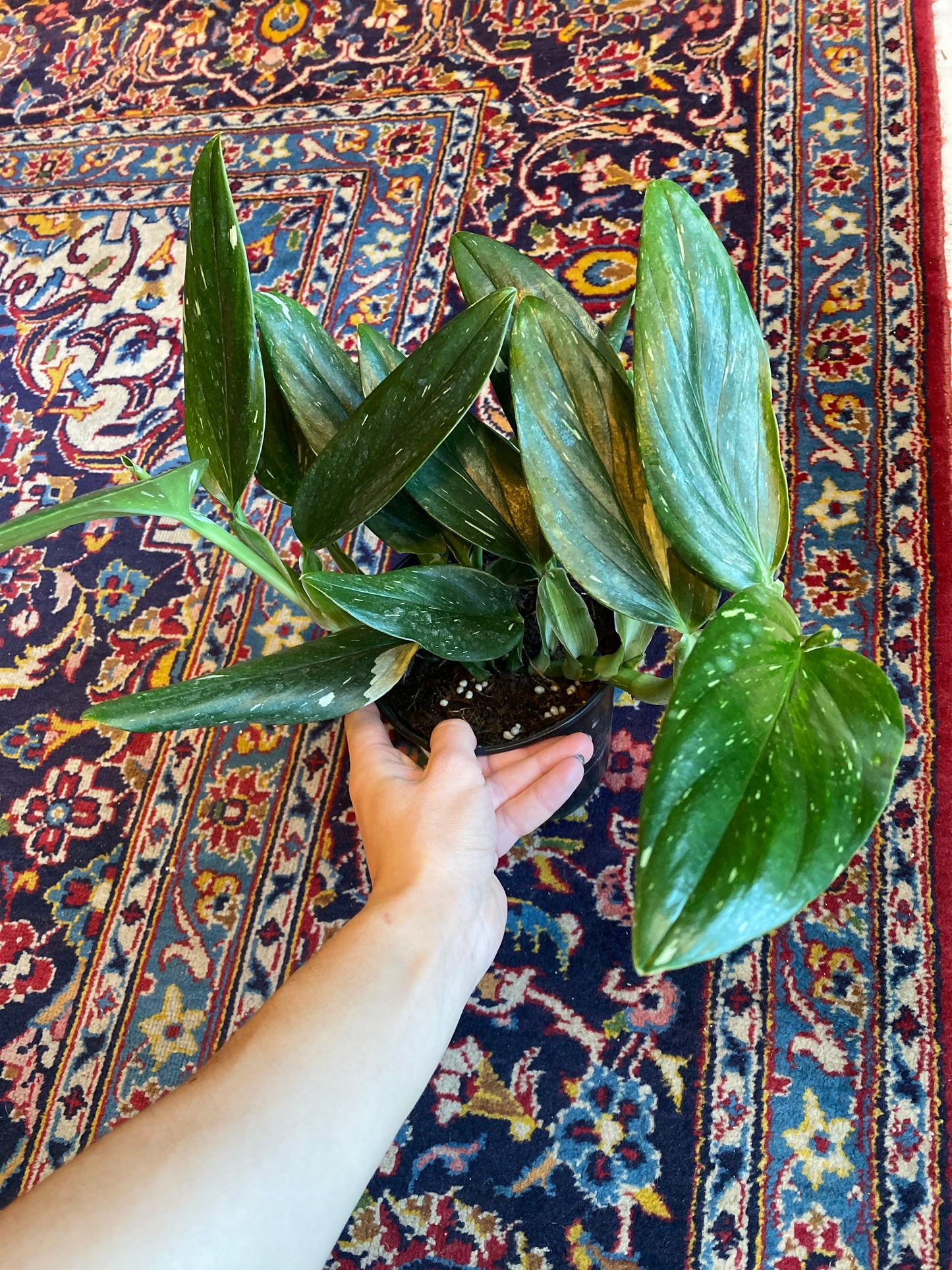 Monstera