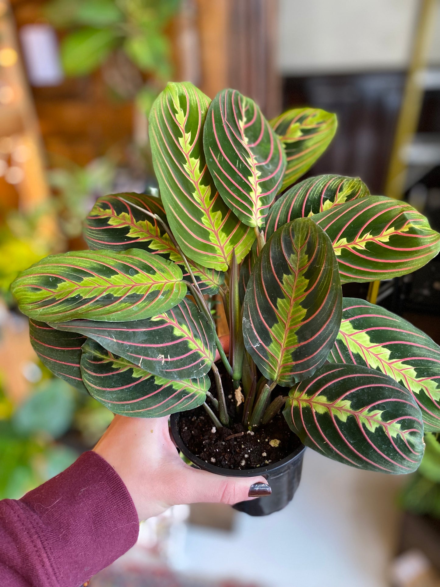 Maranta (Prayer Plant)