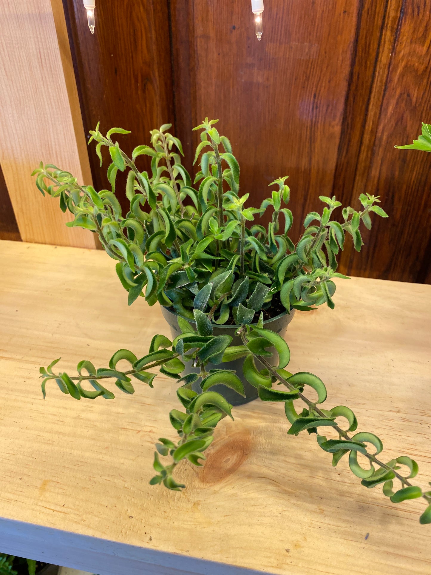 Curly Lipstick Plant