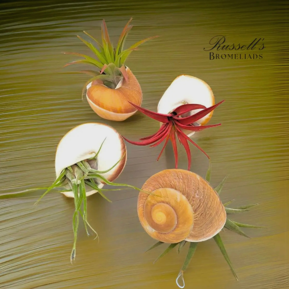 Air Plants with Shells (Jellyfish)