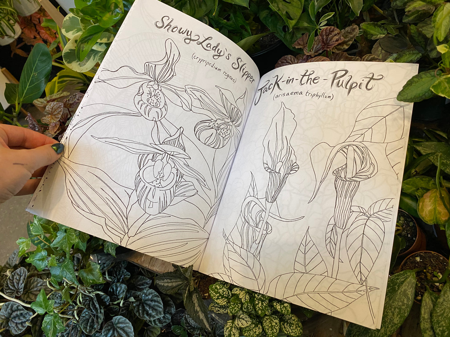 Pretty Green Terrariums Coloring Book by Lindsey Gill