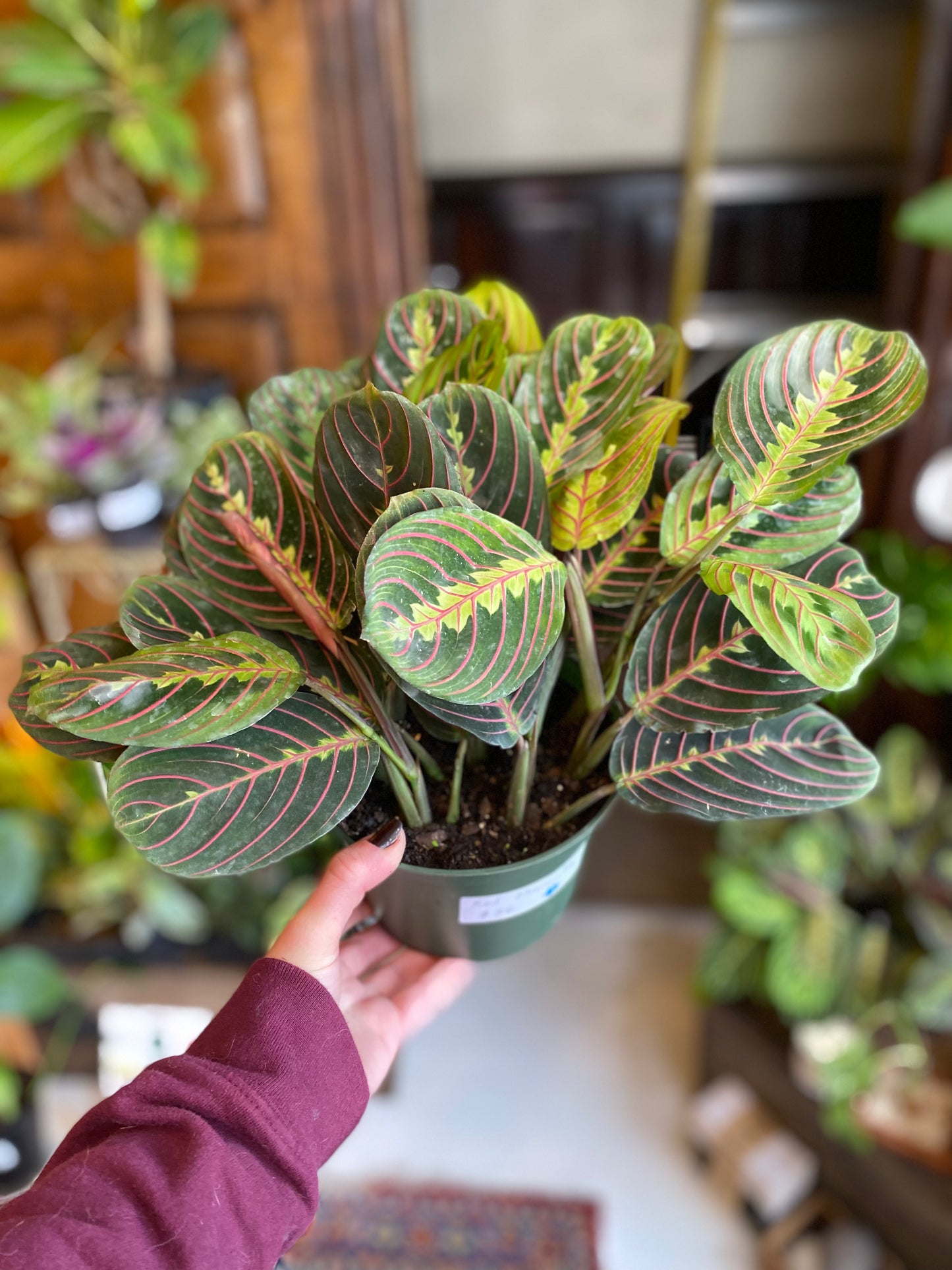 Maranta (Prayer Plant)