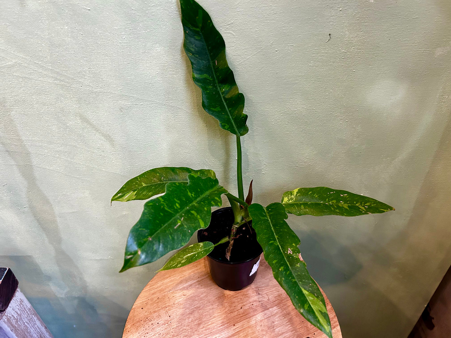 Philodendron 'Ring of Fire'