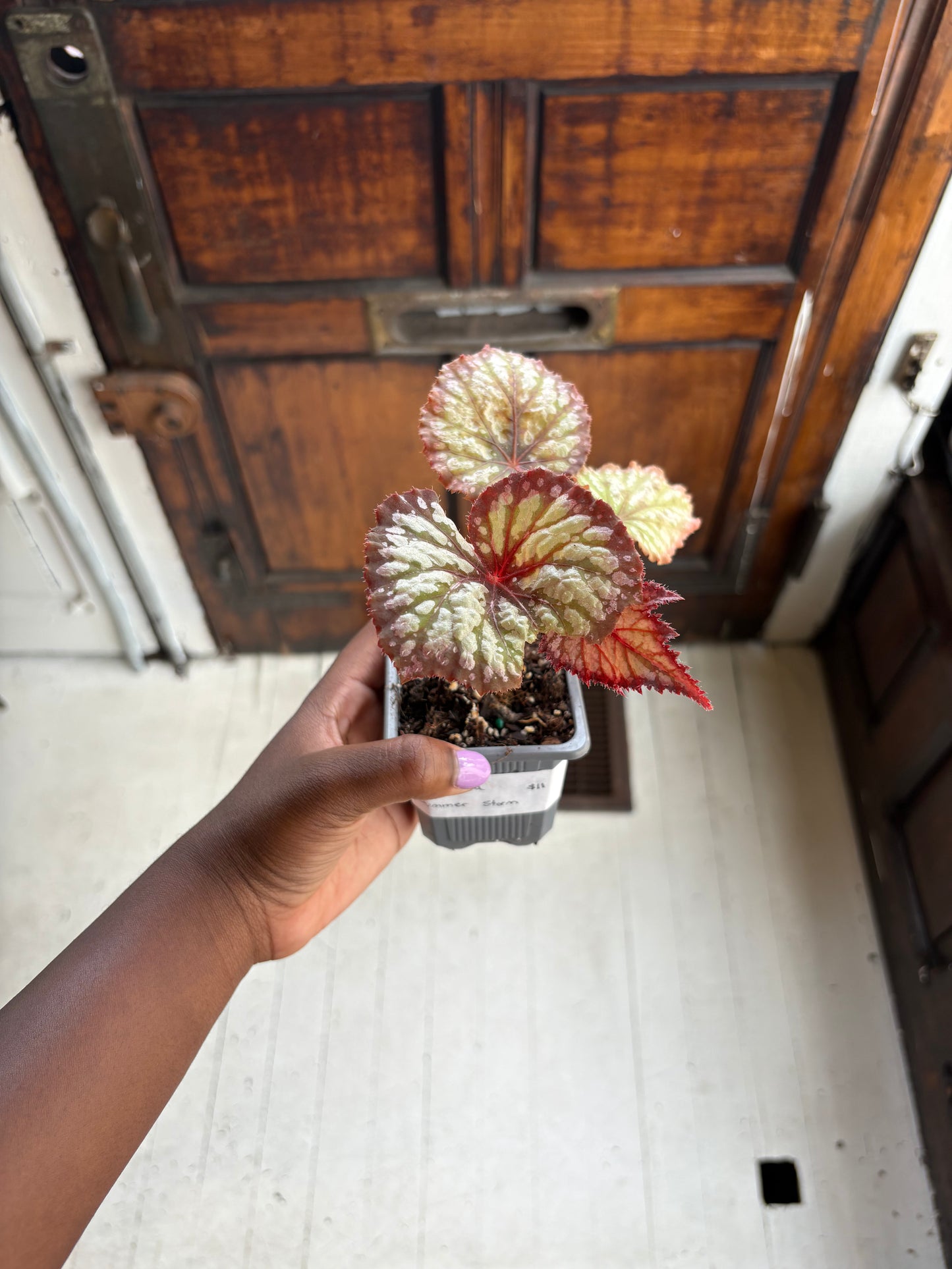 Begonia