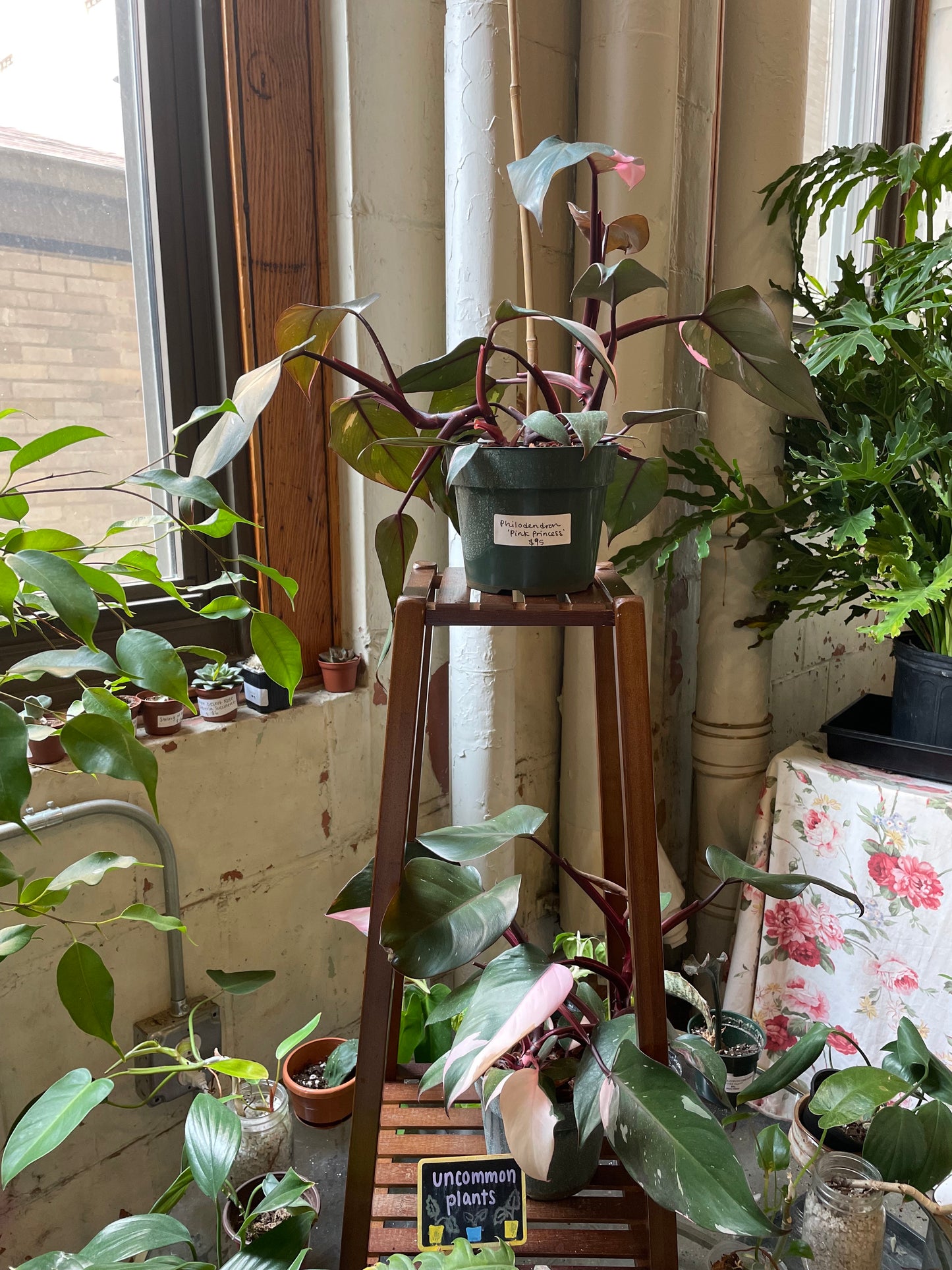 Philodendron Pink Princess