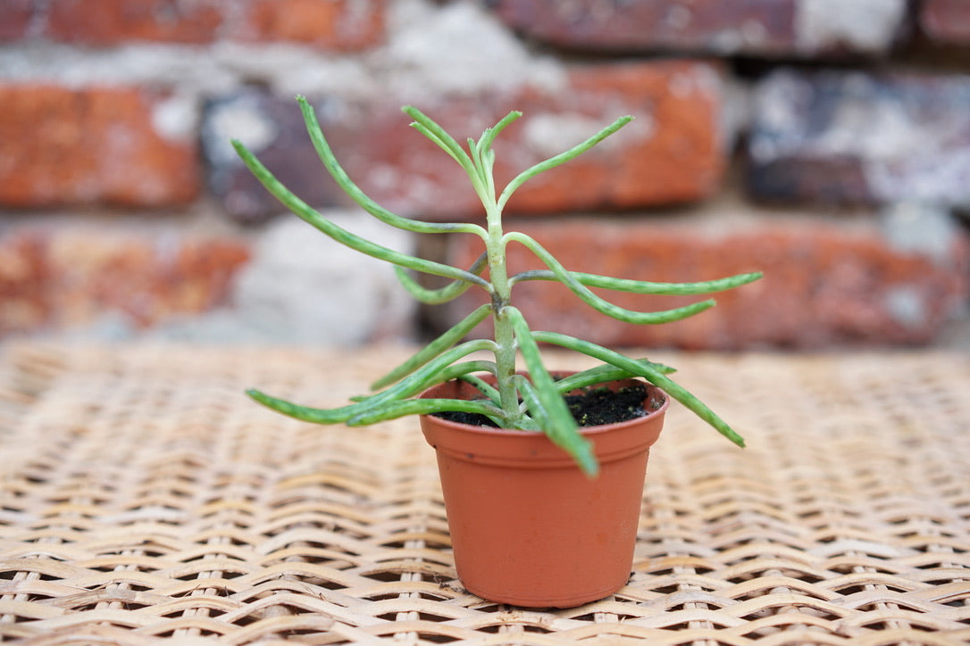Kalanchoe Daigremontiana 'Mother of Thousands' - Greenly Plant Co