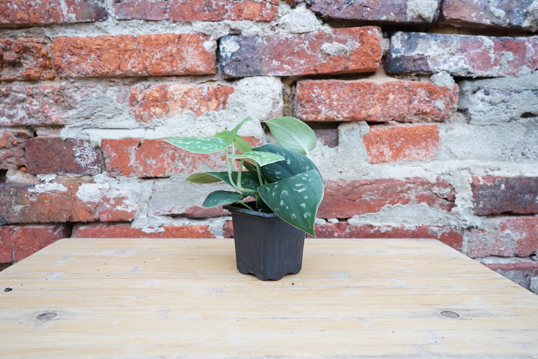 Scindapsus Pictus 'Silver Pothos' - Greenly Plant Co
