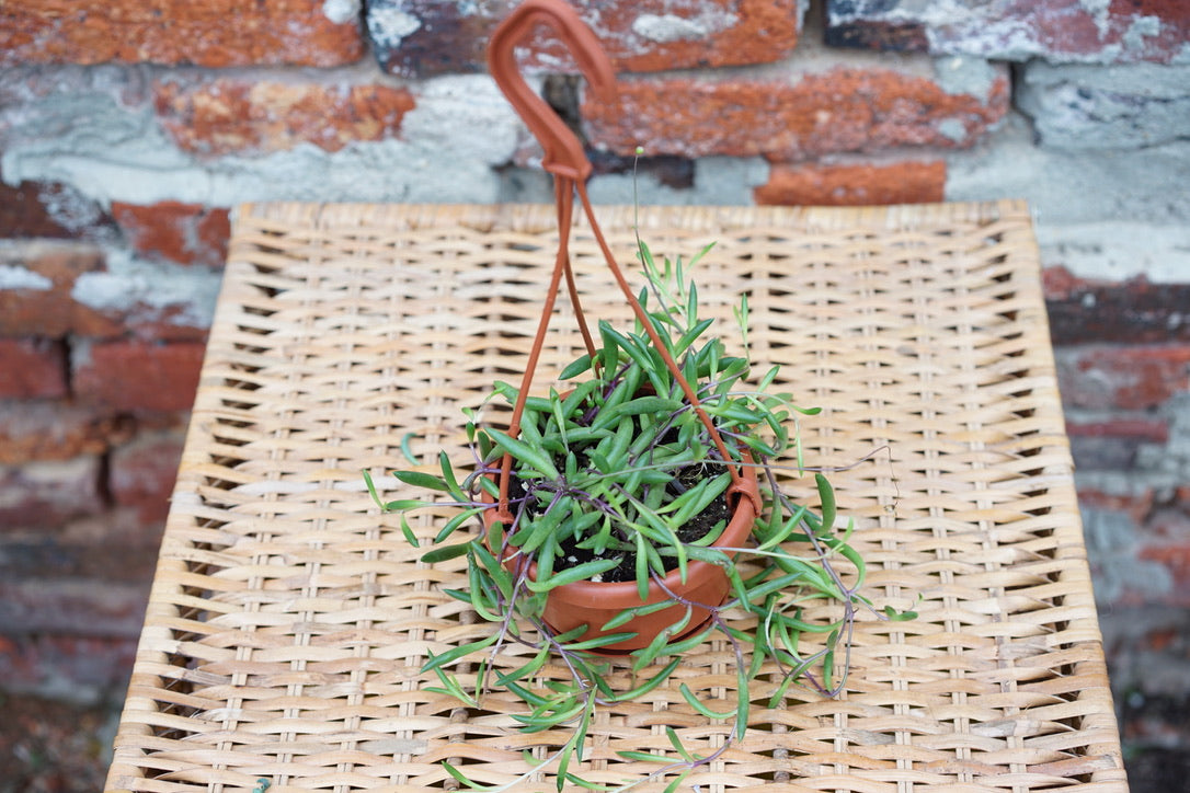 Othonna capensis 'Ruby Neckless' - Greenly Plant Co