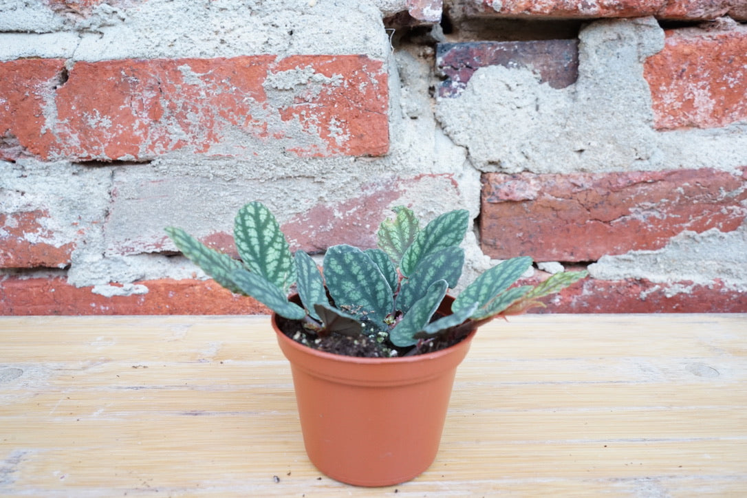 Pellionia Pulchra 'Watermelon Vine' - Greenly Plant Co