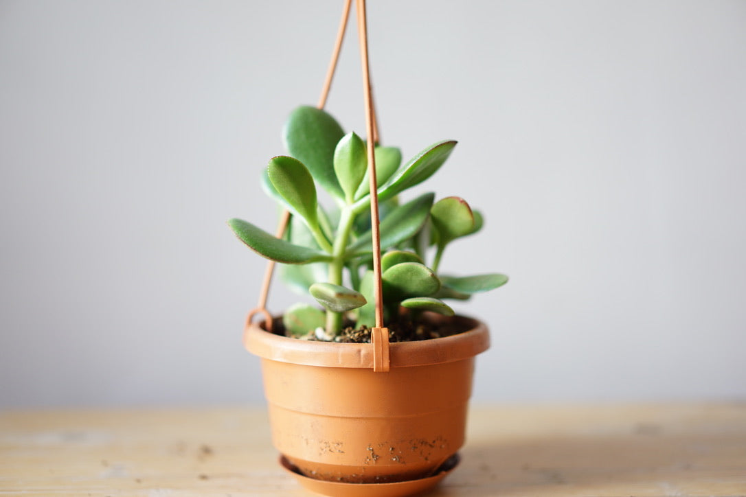 Crassula Ovata 'Jade Plant' - Greenly Plant Co