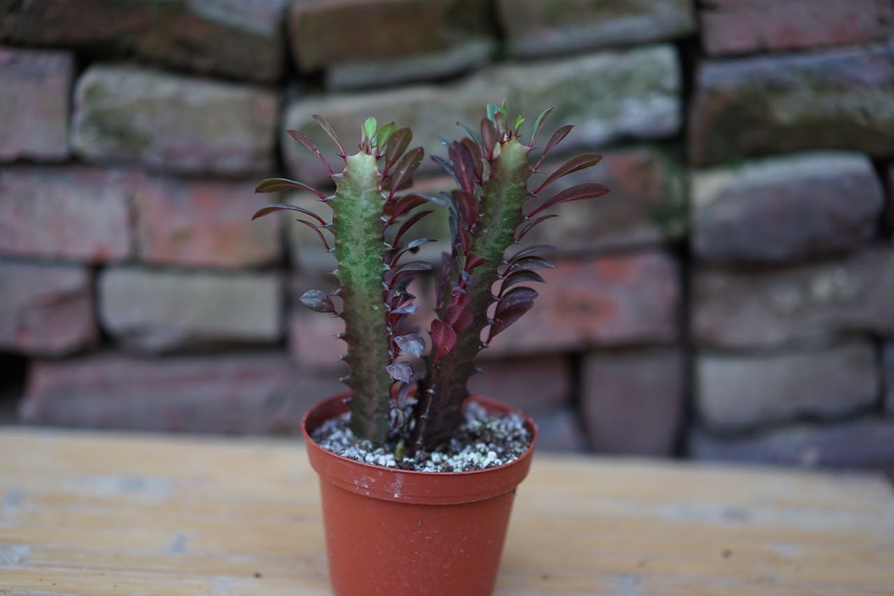 Euphorbia Trigona Rubra - Greenly Plant Co