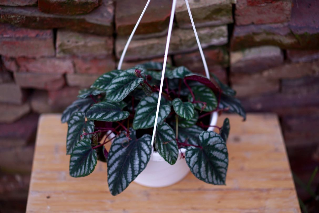 Cissus Discolor - Greenly Plant Co