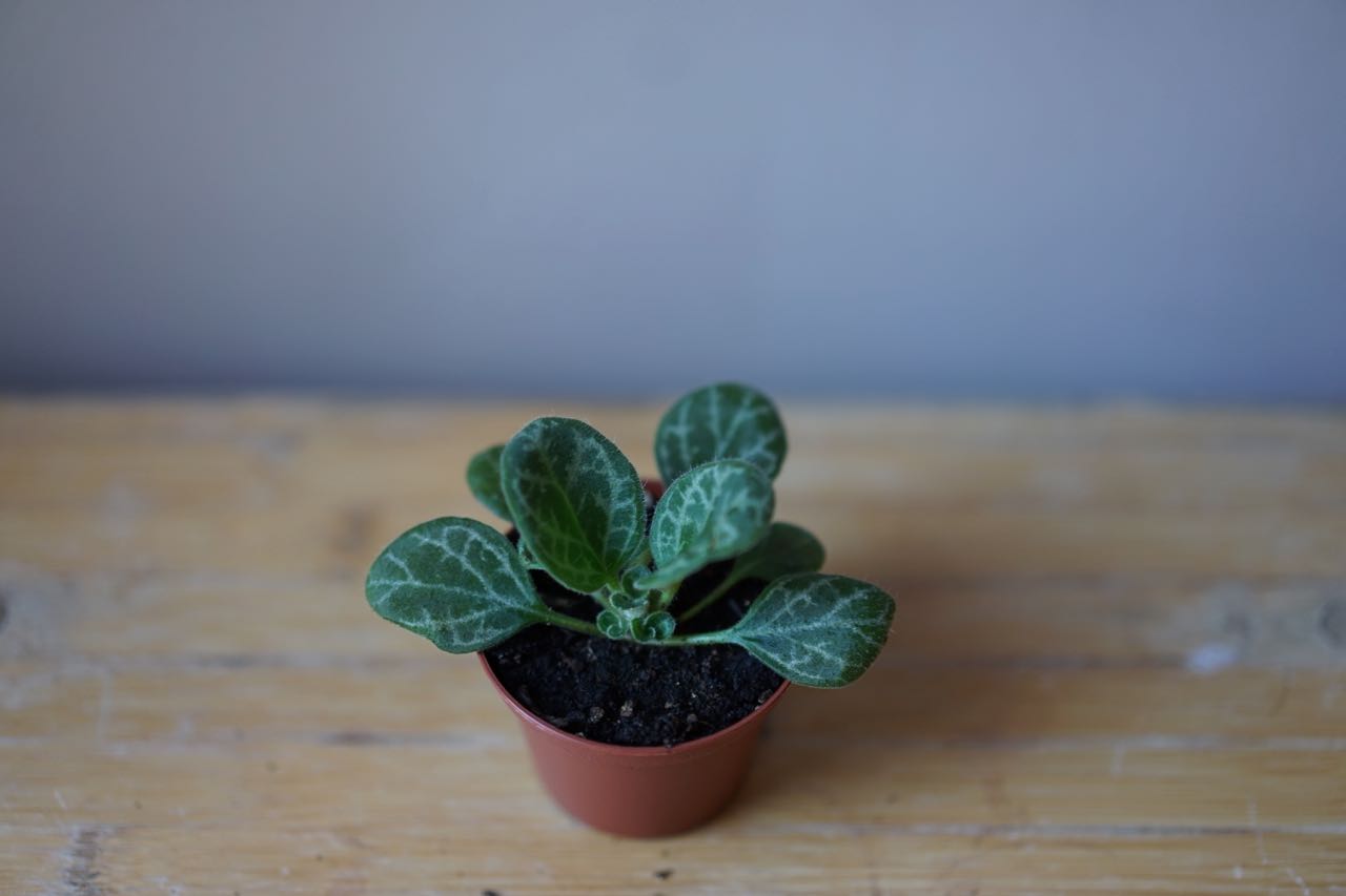Primulina Yungfuensis 'Frosted Jade' - Greenly Plant Co