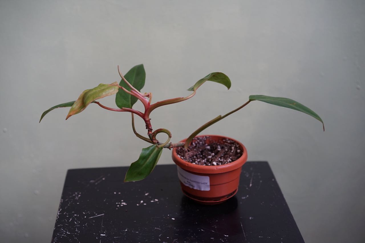 Philodendron Painted Lady - Greenly Plant Co