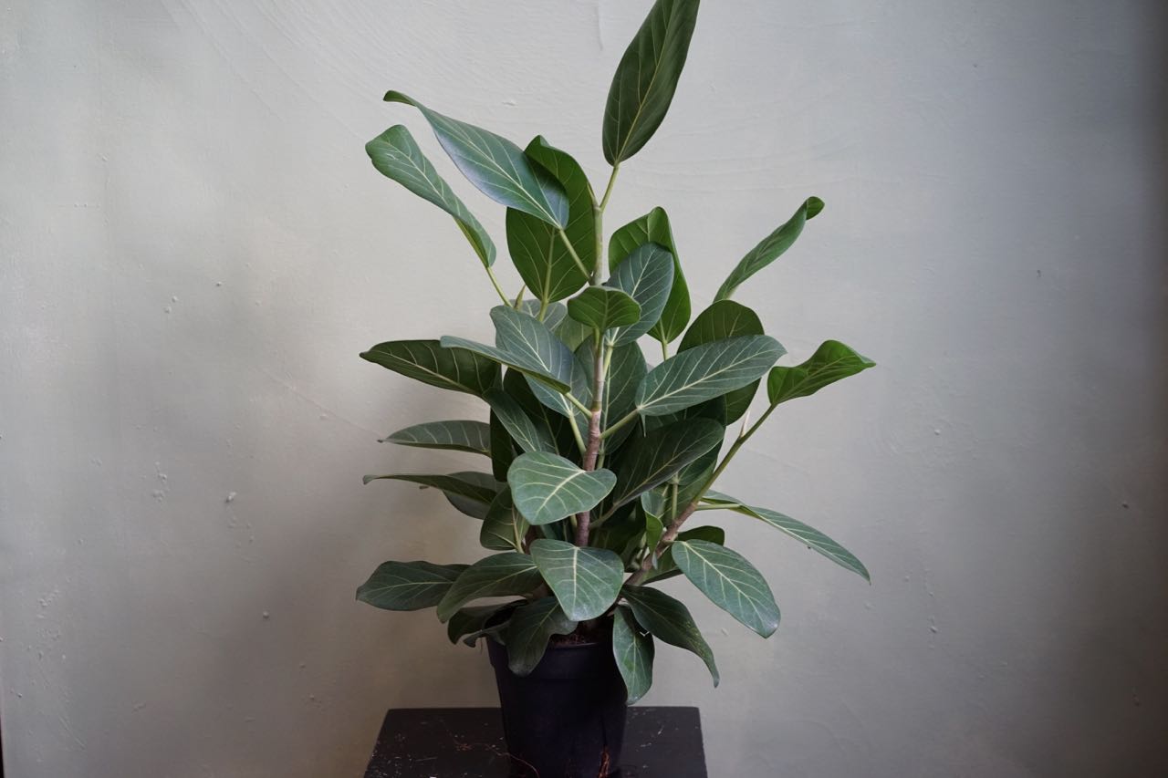 Ficus Audrey - Greenly Plant Co