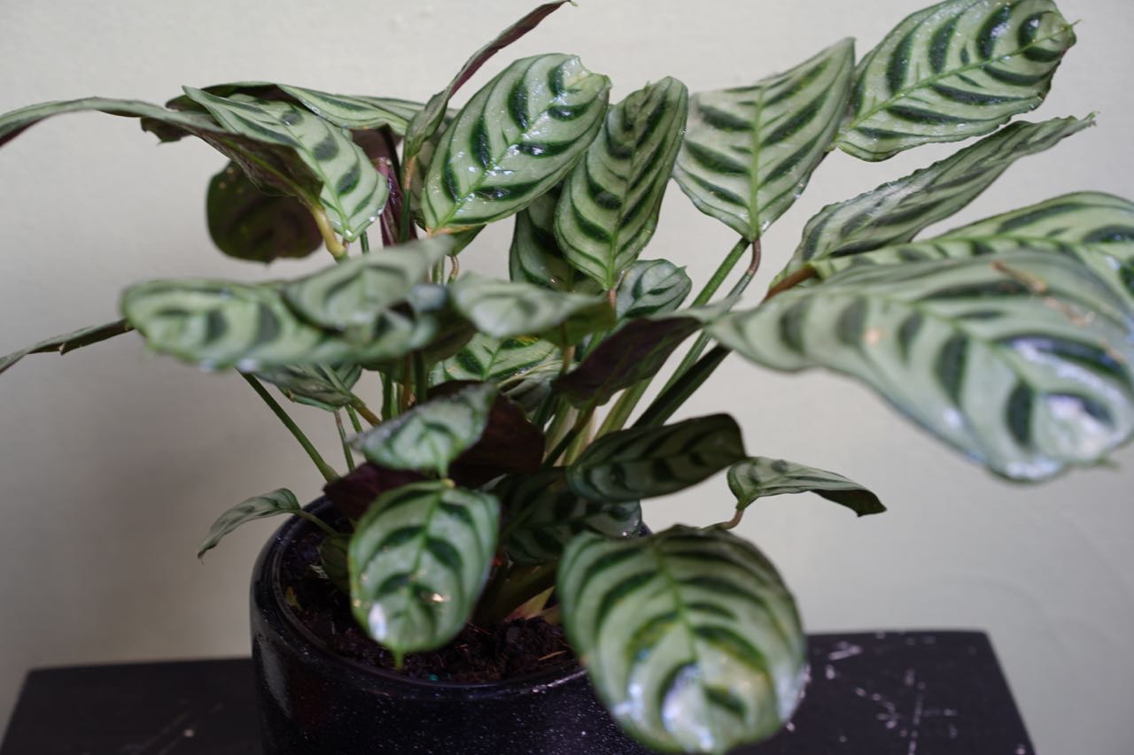 Calathea Ctenanthe - Greenly Plant Co