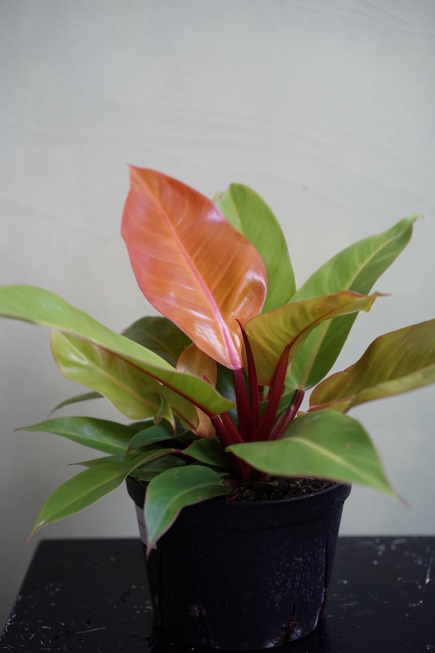 Philodendron Prince of Orange - Greenly Plant Co
