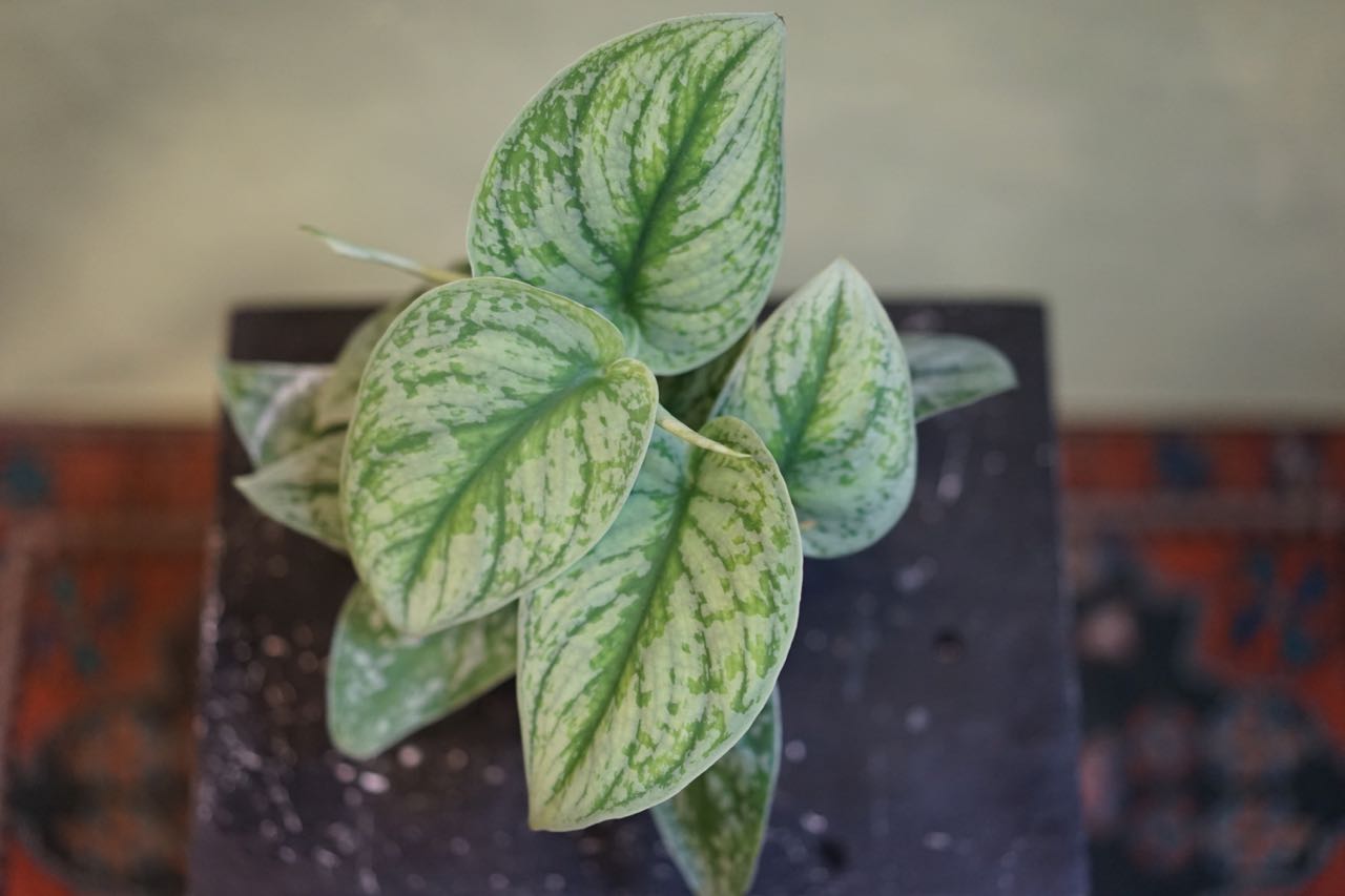 Scindapsus Silver Satin - Greenly Plant Co