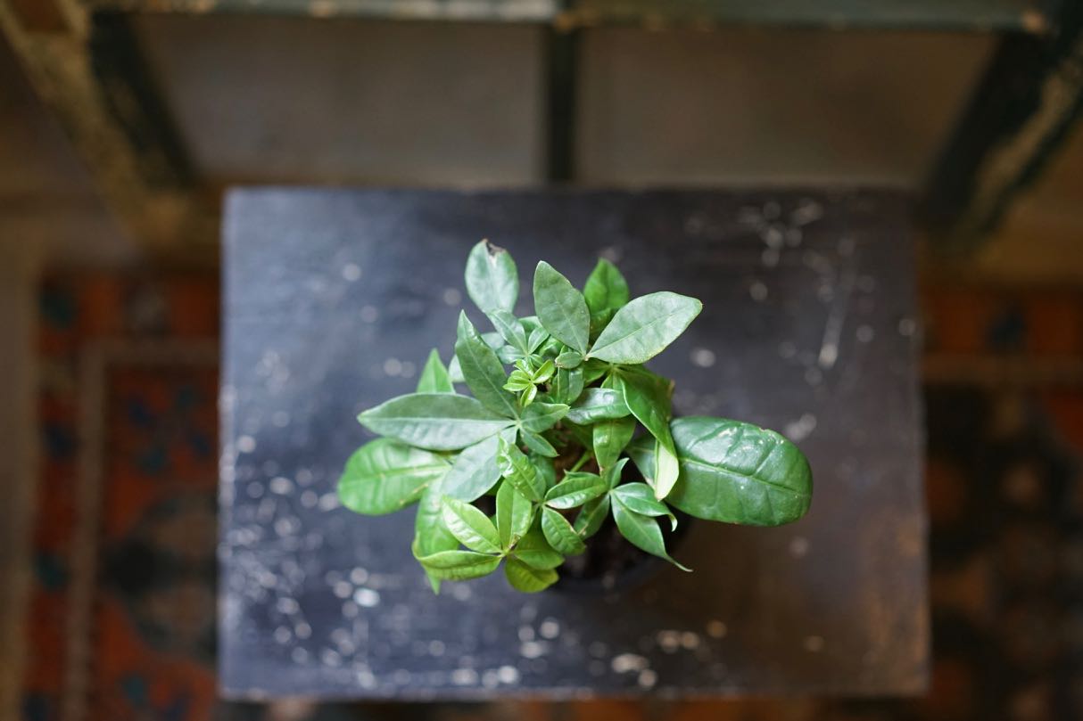 Money Tree Stump - Greenly Plant Co