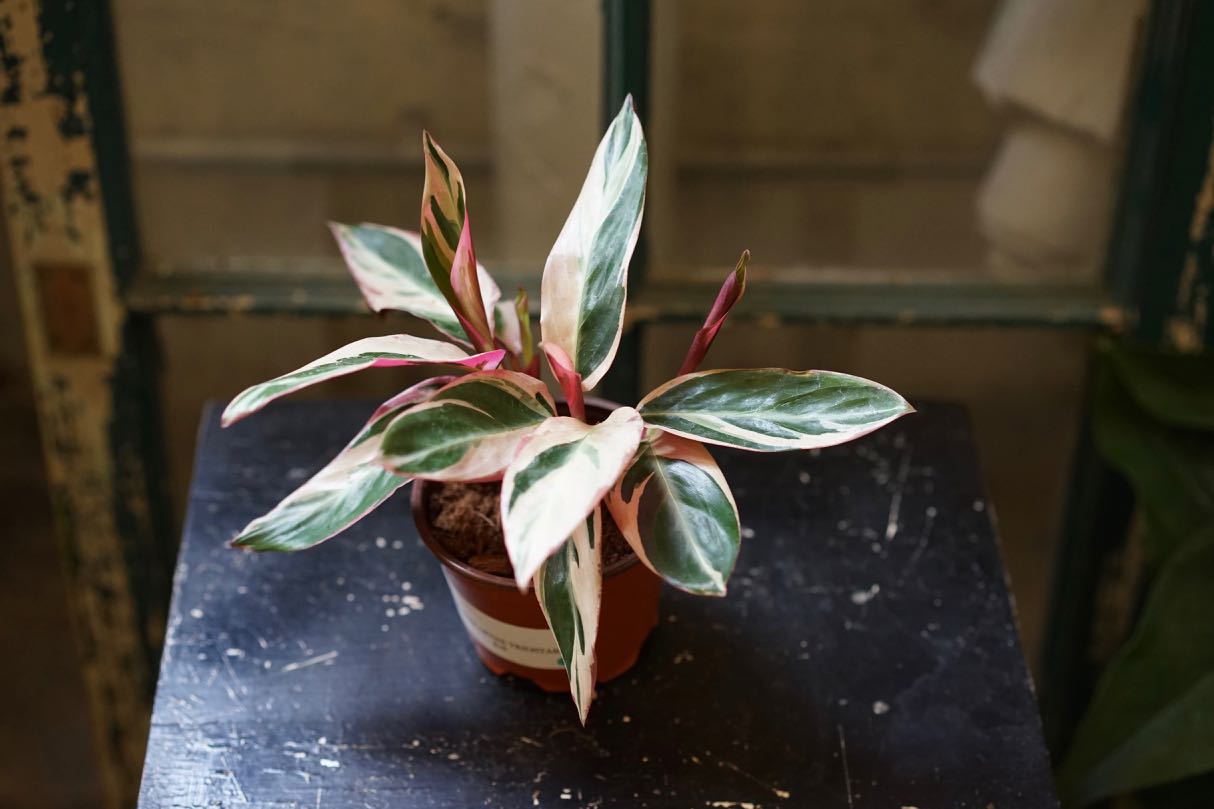 Stromanthe Triostar - Greenly Plant Co