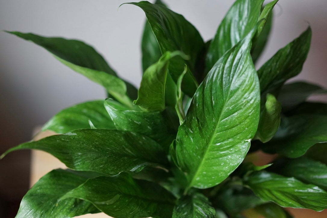 Spathiphyllum Domino 'Variegated Peace Lily' - Greenly Plant Co