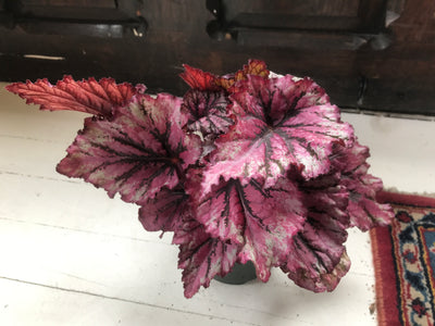 4” Lambada