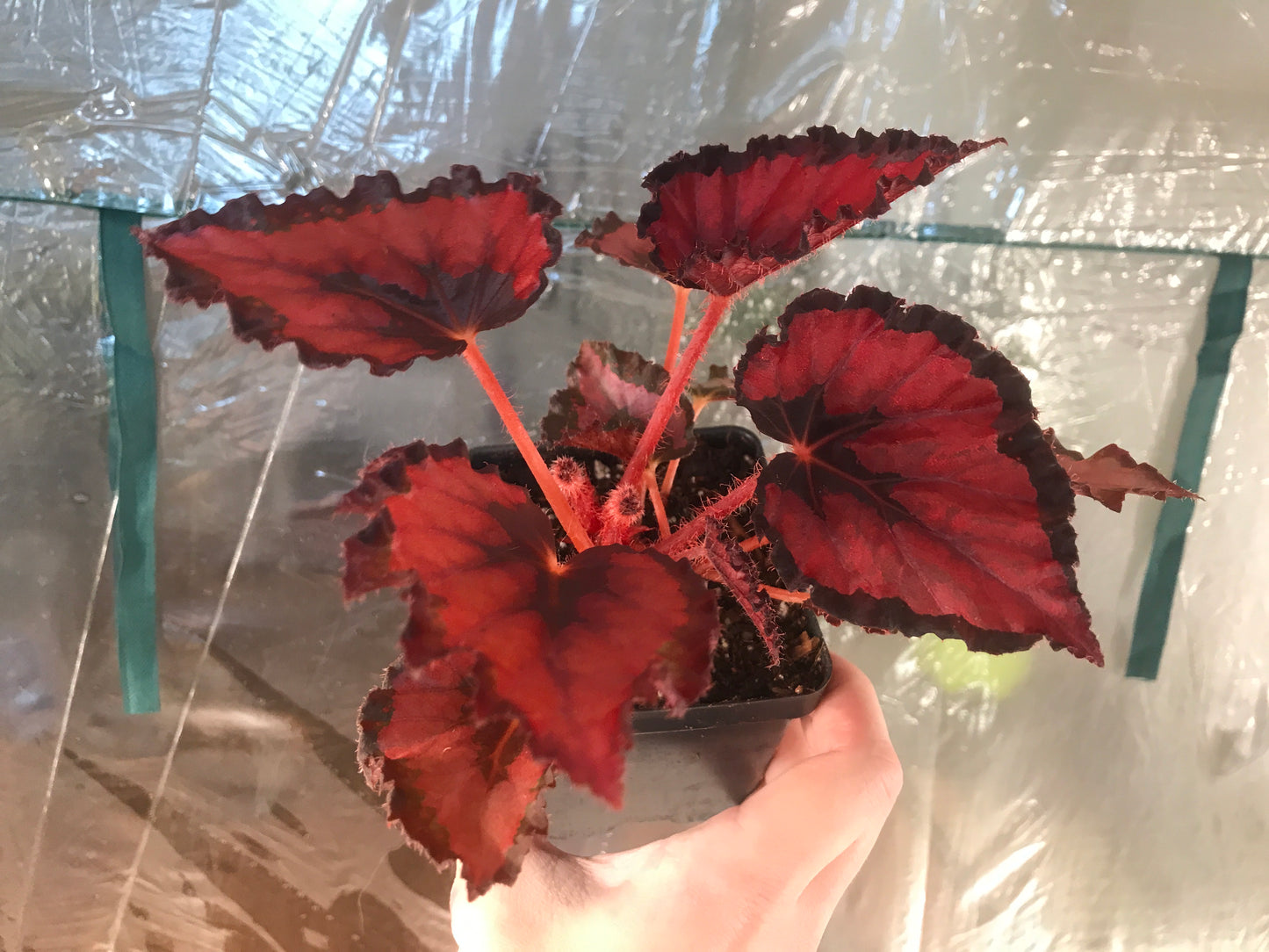 Begonia