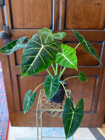 6” Green Velvet