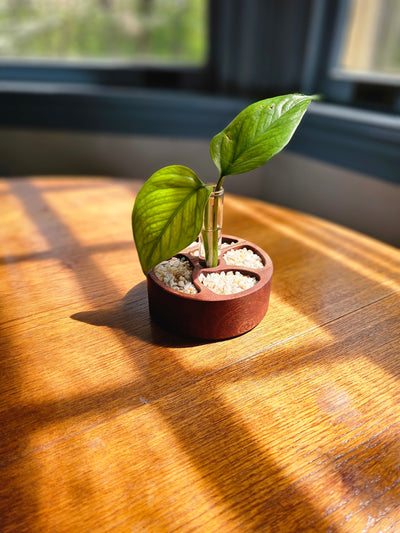 Circle Zen Garden Mahogany