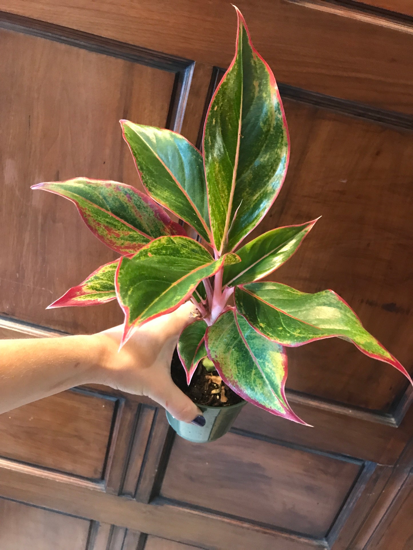 Aglaonema