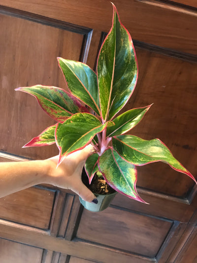 4” Siam