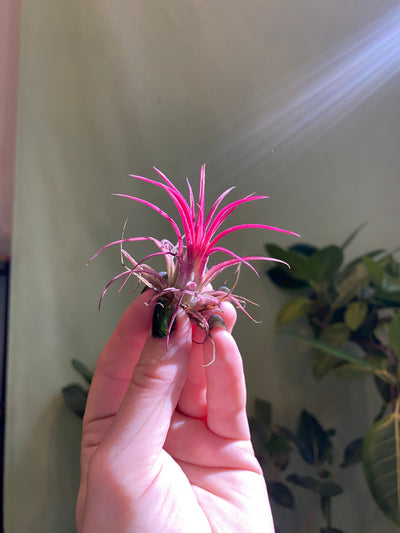 Small 2-3” / Hot Pink
