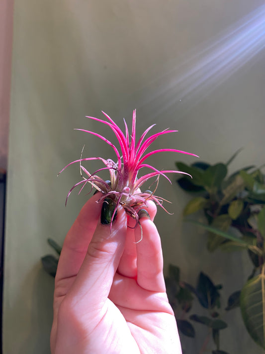 Air Plant