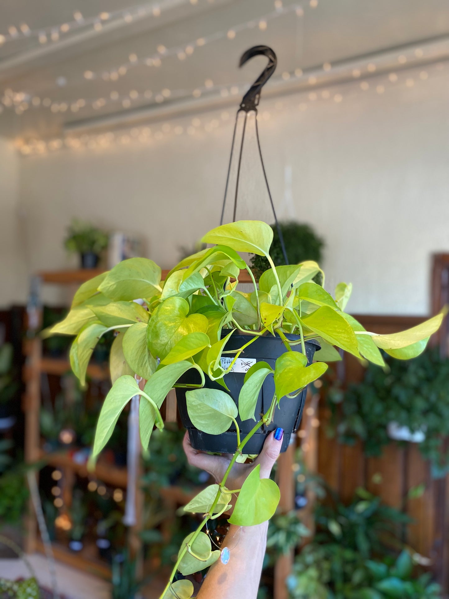 Pothos