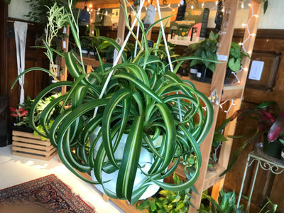 8” Curly “Bonnie” Variegated