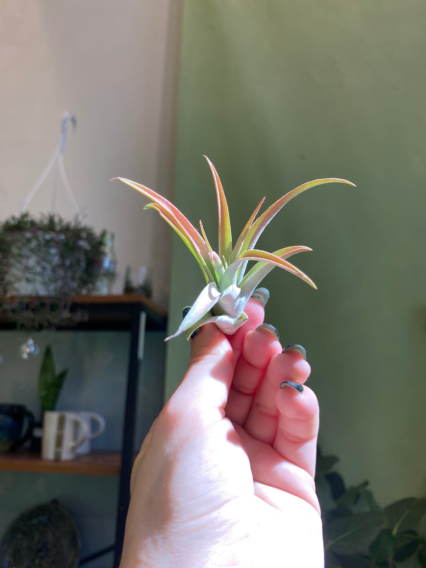 Air Plant
