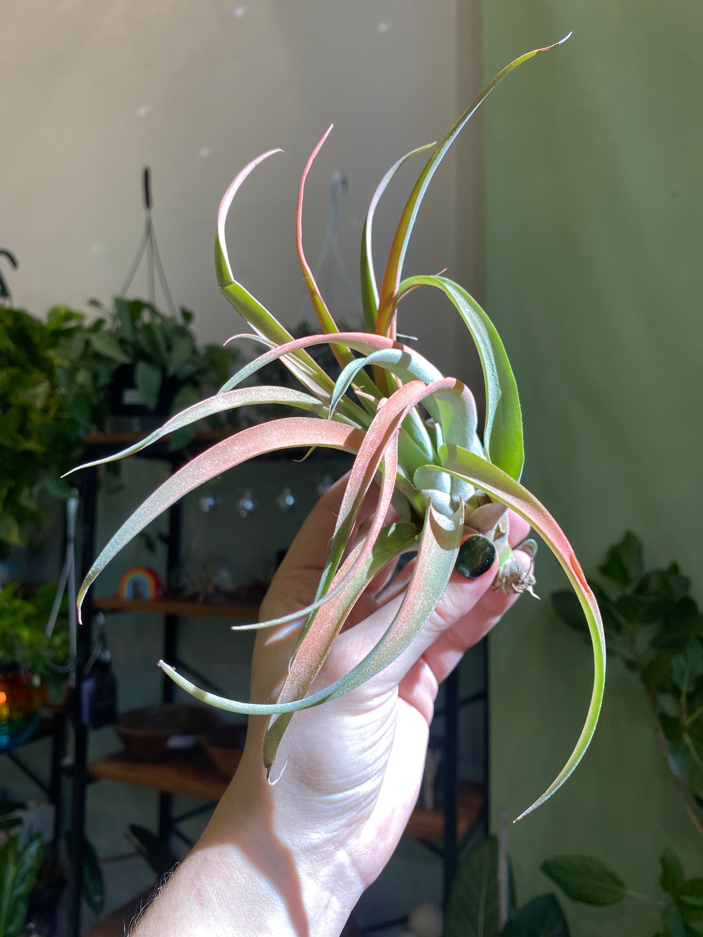 Air Plant