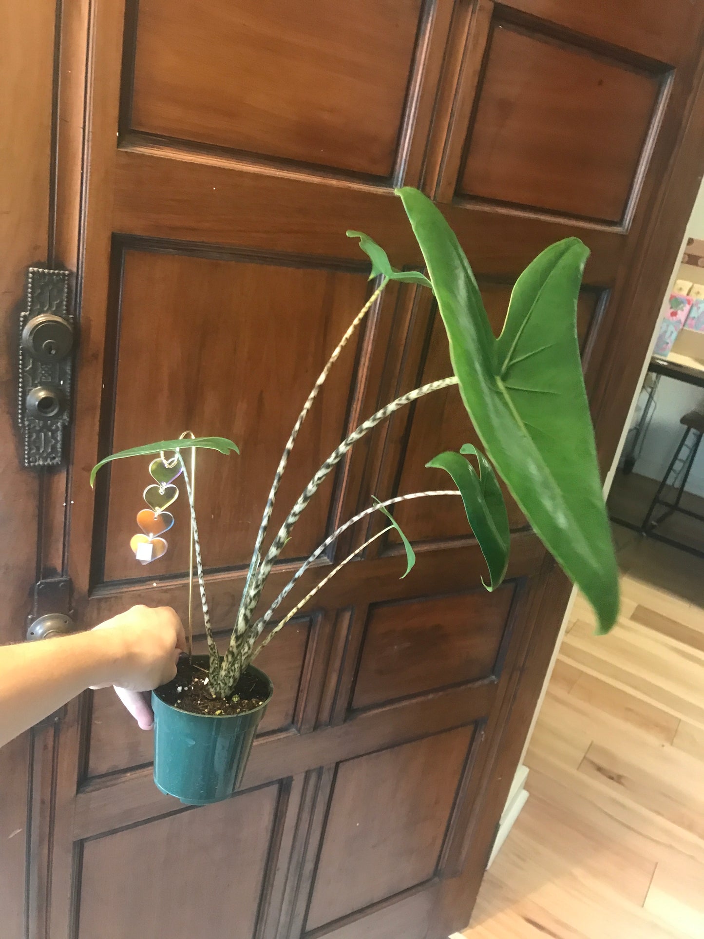 Alocasia