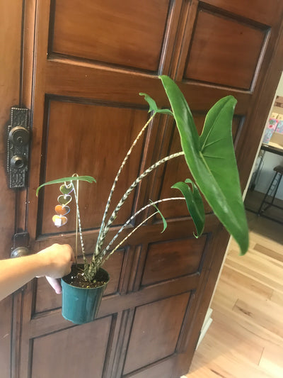 4” Zebrina