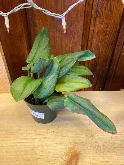 4” Trubii Moonlight