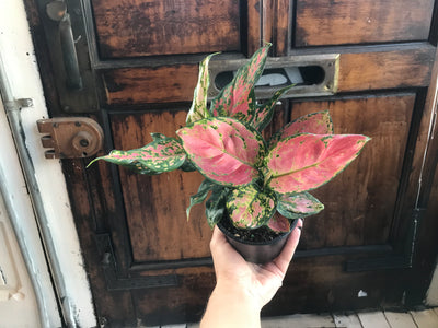 4” Pink hybrid